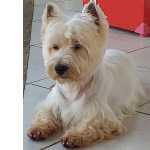 West Highland White Terrier Macho disponvel para padreador Rio de Janeiro Niteri