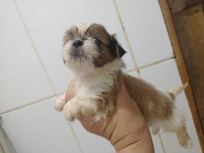 Filhotes de shihtzu machos e fmeas