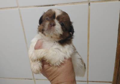 Filhotes de shihtzu machos e fmeas