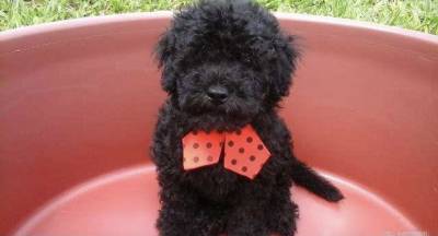 FILHOTE DE POODLE MACHO PRETO DISPONVEL