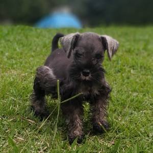 Schnauzer miniatura