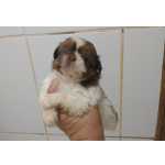 Shih-tzu Filhotes de shihtzu machos e fmeas So Paulo So Paulo