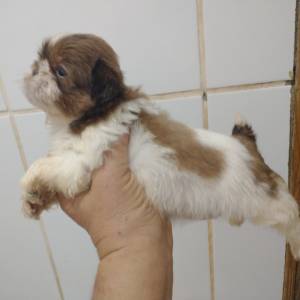 Filhotes de shihtzu machos e fmeas