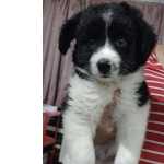 Border Collie FILHOTE DE BORDER COLLIE MACHO DISPONVEL So Paulo Granja Viana