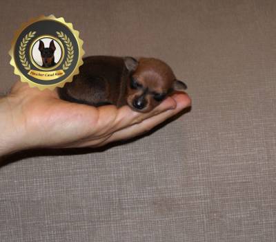 Pinscher Super Miniatura Pinscher Super Miniatura