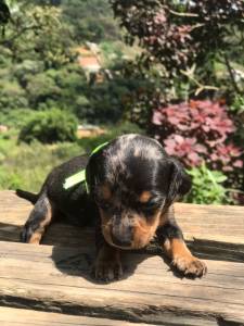 Filhotes de dachshund anes