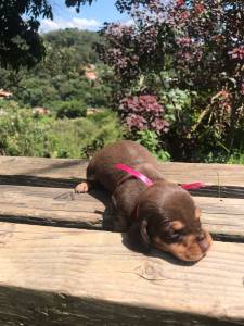 Filhotes de Dachshund ano teckel