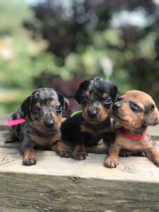 Filhotes de Dachshund machos e fmeas