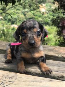 Filhotes de Dachshund machos e fmeas