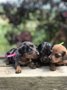 Filhotes de Dachshund machos e fmeas