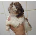 Shih-tzu Filhotes de shihtzu machos e fmeas So Paulo So Paulo