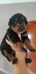 Filhotes de Rottweiler