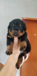 Filhotes de Rottweiler