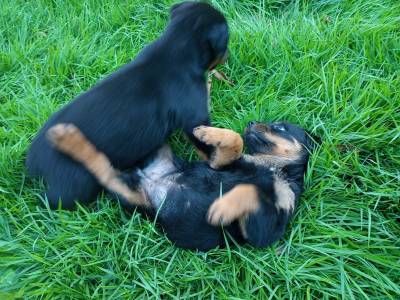 Filhotes de Rottweiler