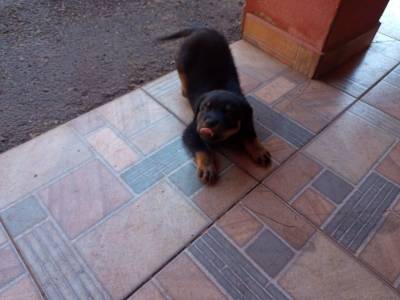 Filhotes de Rottweiler