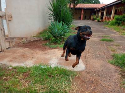 Filhotes de Rottweiler