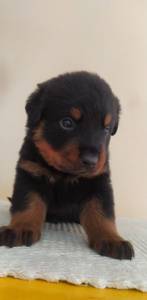 Filhotes de Rottweiler