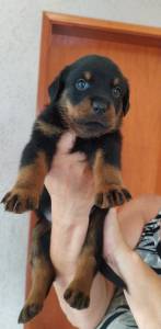 Filhotes de Rottweiler