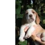 Beagle BEAGLE LINDOS FILHOTES
