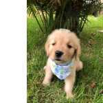 Golden Retriever FILHOTE DE GOLDEM RETRIEVER FMEA So Paulo Granja Viana