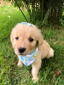 GOLDEN RETRIEVER ULTIMA LINDA  FMEA PRESENTO ENTREGO HOJE CHAMA NO ZAP