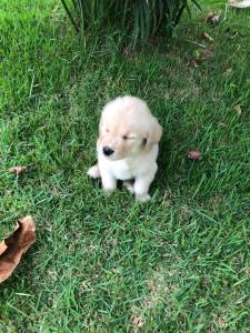 GOLDEN RETRIEVER ULTIMA LINDA  FMEA PRESENTO ENTREGO HOJE CHAMA NO ZAP