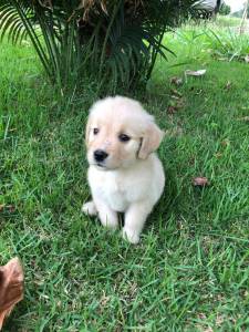 GOLDEN RETRIEVER ULTIMA LINDA  FMEA PRESENTO ENTREGO HOJE CHAMA NO ZAP