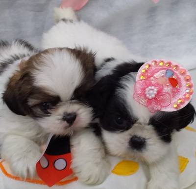 SHIH-TZU O RANKING DE VENDA LINDO PRETO BRANCO PARC DEZ X  ENTREGO HOJE CHAMA NO ZAP