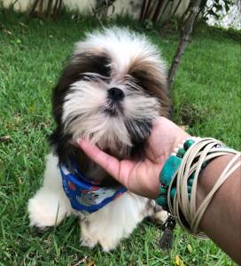 SHIH-TZU O RANKING DE VENDA LINDO PRETO BRANCO PARC DEZ X  ENTREGO HOJE CHAMA NO ZAP