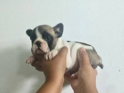 BULLDOG FRANCS FILHOTES DE ALTO PRADRO MACHOS E FMEAS ENTREGO HOJE CHAMA NO ZAP