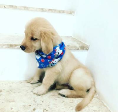 GOLDEN RETRIEVER ULTIMA LINDA  FMEA PRESENTO ENTREGO HOJE CHAMA NO ZAP