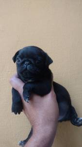 filhotes de pug