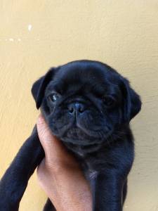 filhotes de pug