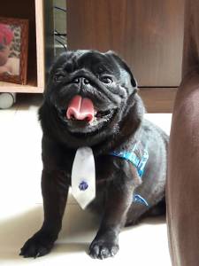 pug black promoao