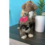 Lhasa Apso FILHOTE DE LHASA APSO