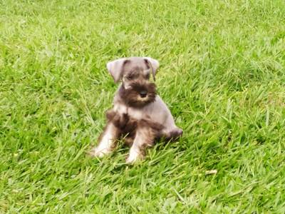 Schnauzer miniatura