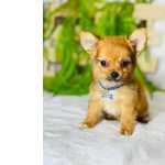 Chihuahua CHIHUAHUA MACHO PELO LONGO