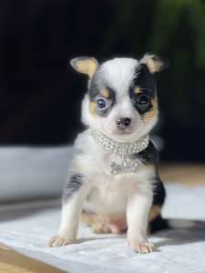 CHIHUAHUA TRICOLOR MINI MACHO