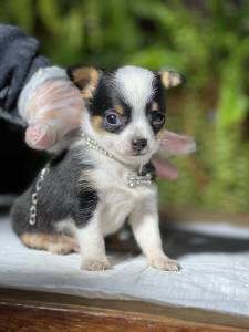 CHIHUAHUA TRICOLOR MINI MACHO