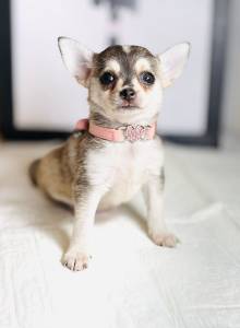 CHIHUAHUA FEMEA MICRO PELO CURTO