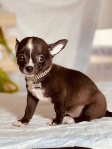 CHIHUAHUA CHOCOLATE PELO CURTO