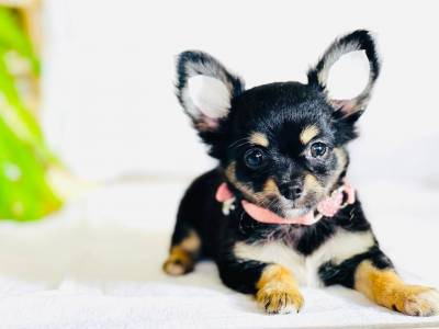CHIHUAHUA PELO LONGO FEMEA TRICOLOR CHIHUAHUA PELO LONGO FEMEA TRICOLOR