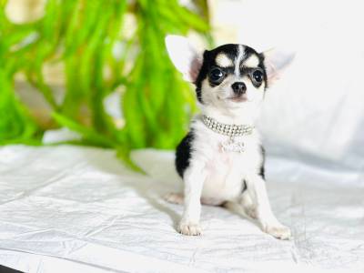 CHIHUAHUA PELO CURTO MICRO