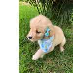 Golden Retriever FILHOTE DE GOLDEM FMEA DISPONVEL So Paulo Granja Viana