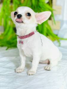 CHIHUAHUA FEMEA PELO CURTO BRANCO