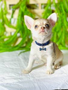 CHIHUAHUA PELO CURTO MICRO MACHO