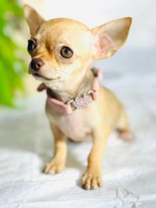 CHIHUAHUA MINI FMEA