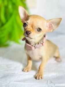 CHIHUAHUA MINI FMEA