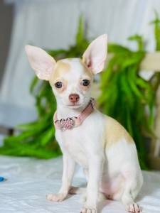 CHIHUAHUA FEMEA PELO CURTO BIBELO