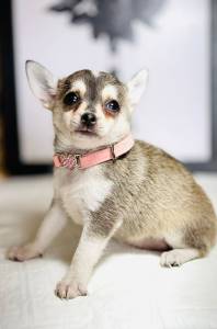 CHIHUAHUA FEMEA PELO CURTO MICRO